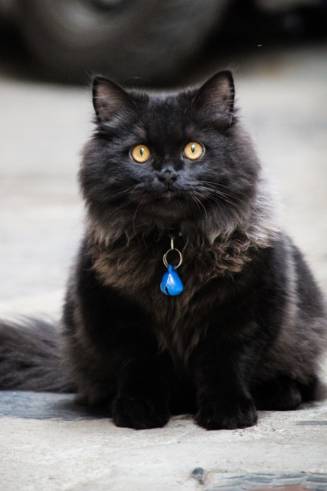 Gato Persa Negro Sólido (Black) en venta