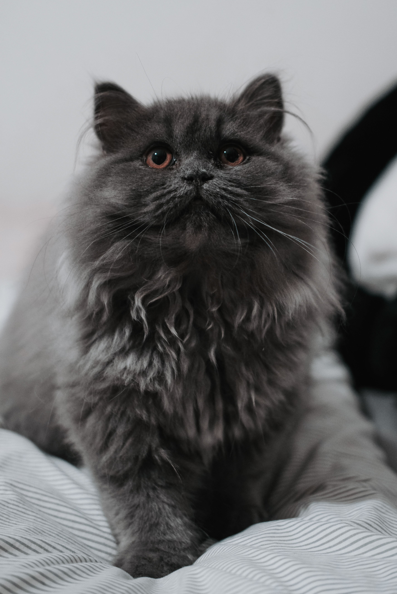 Gato Persa Blue / Gris Azulado en venta