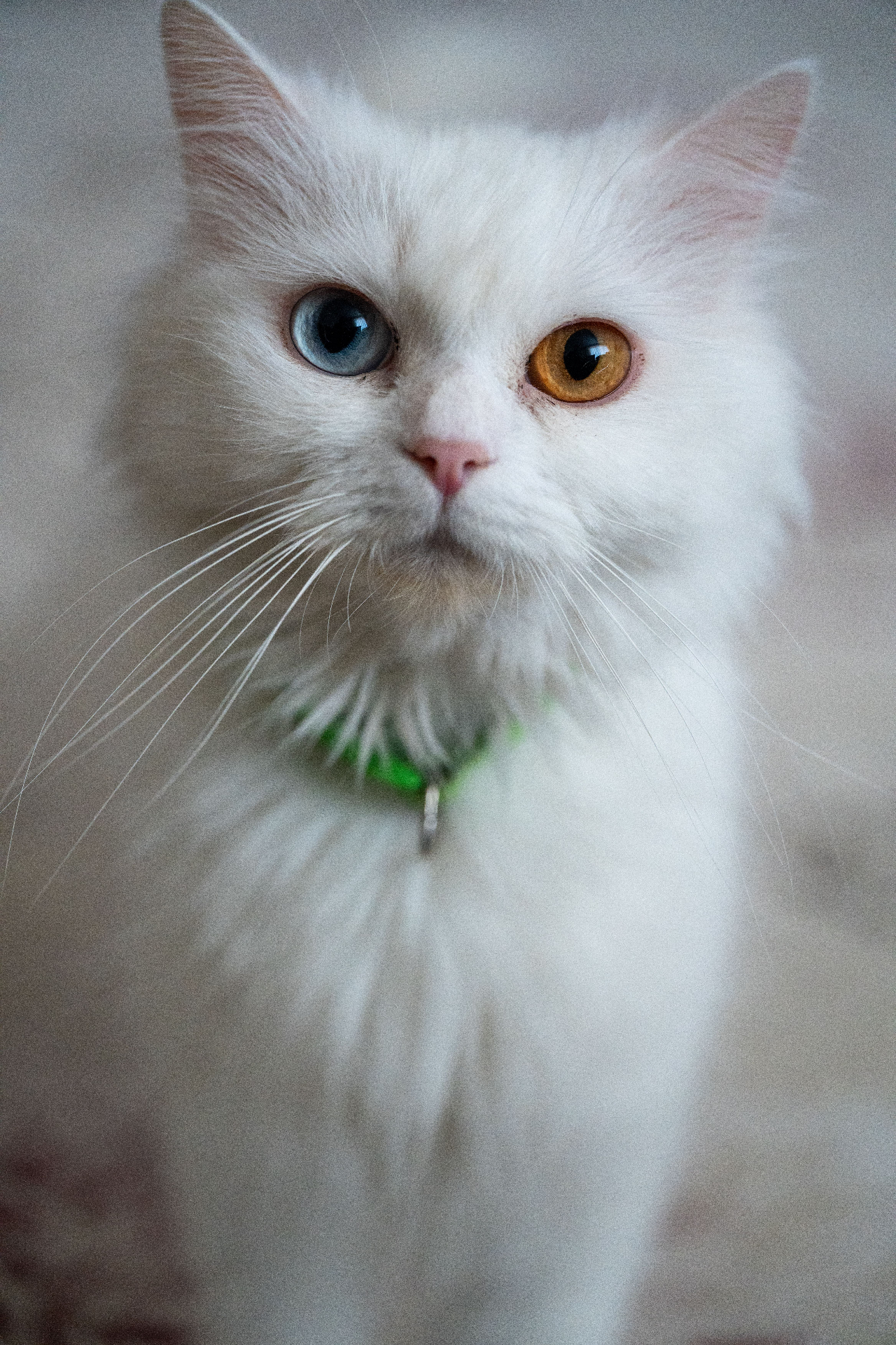 Gato Persa color Blanco Sólido