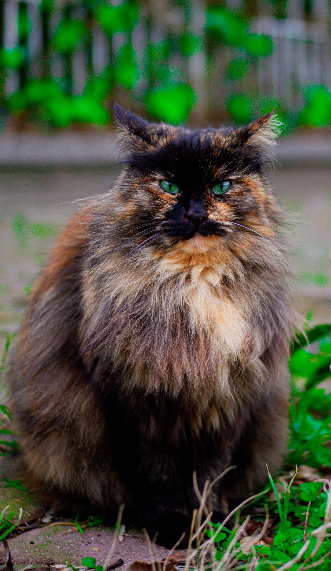 Gato Persa Carey / Calicó en venta
