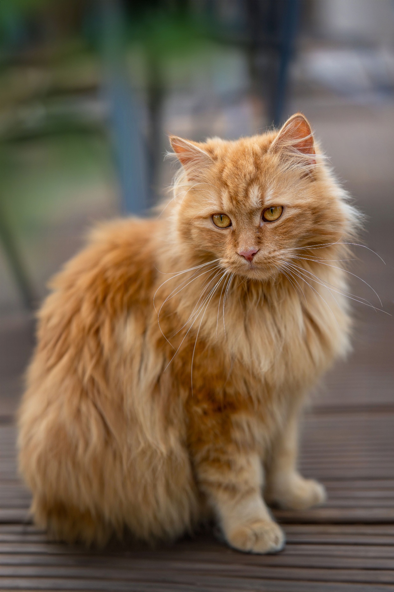 Gato Persa Red / Rojo (Orange) en venta