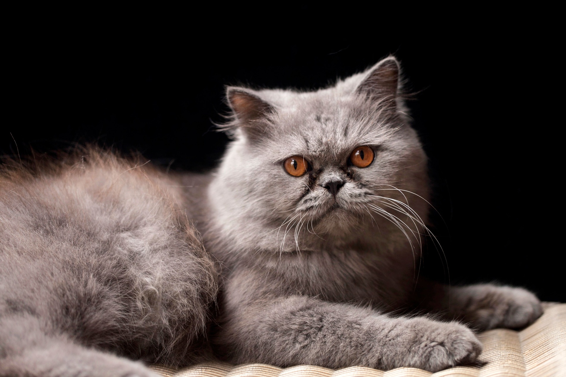 Cómo identificar un gato Persa legítimo